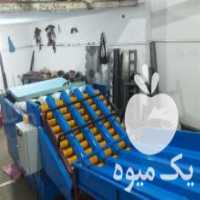 آگهی مشابه فروش دستگاه بسته بندی مرکبات ، سورتینگ 5 لاین و8لاین در بابل  در گروه خرید فروش ابزار ها و تجهیزات کشاورزی - دستی برقی ماشینی بیل کلنگ در یکمیوه
