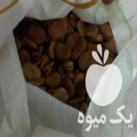 آگهی مشابه فروش بذر باقلا اسپانیایی در گرگان در گروه خرید فروش بذر - انواع محصول کشاورزی گوجه کتان میوه درخت در یکمیوه