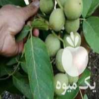 آگهی مشابه فروش نهال پیوندی وارداتی در اصفهان در گروه خرید فروش نهال - انواع گردو پسته بادام سلطانی انگور در یکمیوه
