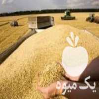 آگهی مشابه خرید و جو گندم مخصوص بذر بوجاری شده علافی احمدی  در مشگین شهر در گروه خرید فروش عمده گندم و جو - بلغور شیرازی فروش عمده محصول کشاورزی در یکمیوه