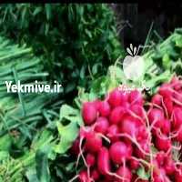 آگهی مشابه فروش سبزی خورشتی   در هرمز در گروه خرید فروش عمده سبزی های برگی - خوردن آش کوکو دلمه قورمه در یکمیوه