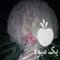 آگهی مشابه فروش بذر سیکاس در لاهیجان در گروه خرید فروش بذر - انواع محصول کشاورزی گوجه کتان میوه درخت در یکمیوه