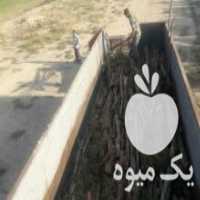 آگهی مشابه خریدار انواع چوب در شیراز در گروه خرید فروش عمده چوب- زغال چوب گردو تبریزی خام در یکمیوه