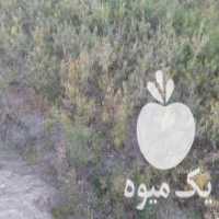 آگهی مشابه فروش نهال گردو وبادام در سامان در گروه خرید فروش نهال - انواع گردو پسته بادام سلطانی انگور در یکمیوه