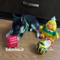 آگهی مشابه فروش نگهداری و مراقبت پیاده روی و ورزش در تهران در گروه سگ و گربه _ نگهبان هاسکی ژرمن دوبرمن سرابی در یکمیوه