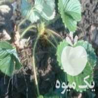 آگهی مشابه فروش بوته توت فرنگی خارجی پر محصول در جویبار در گروه خرید فروش عمده توت فرنگی - خرید فروش عمده قرمز سفید در یکمیوه
