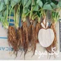 آگهی مشابه فروش بوته توت فرنگی کاماروسا در کیاکلا در گروه خرید فروش عمده توت فرنگی - خرید فروش عمده قرمز سفید در یکمیوه