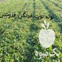 آگهی مشابه فروش بوته توت فرنگی کاماروسا اماده تحویل در ساری در گروه خرید فروش عمده توت فرنگی - خرید فروش عمده قرمز سفید در یکمیوه