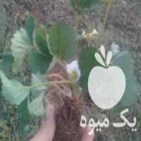 آگهی مشابه فروش بوته توت فرنگی فرانسوی در ساری در گروه خرید فروش عمده توت فرنگی - خرید فروش عمده قرمز سفید در یکمیوه