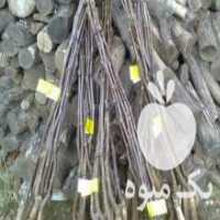 آگهی مشابه فروش وعرضه انواع نهال در اردبیل در گروه خرید فروش نهال - انواع گردو پسته بادام سلطانی انگور در یکمیوه