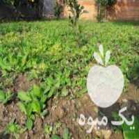 آگهی مشابه فروش نشاگل گاوزبان به لیمو در بهشهر در گروه خرید فروش نشا - انواع گوجه برنج کاهو پیاز کاری فرنگی در یکمیوه
