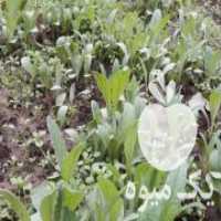 آگهی مشابه فروش نشا گیاه دارویی کنگر فرنگی و گل گاوزبان و به لیمو و رزماری در بهشهر در گروه خرید فروش نشا - انواع گوجه برنج کاهو پیاز کاری فرنگی در یکمیوه