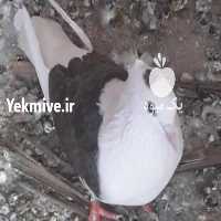 آگهی مشابه فروش کبوتر دوکت   در هرمز در گروه انواع پرنده - زینتی عروس هما مینا طوطی مرغ عشق در یکمیوه