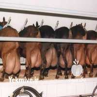 فروش بز مورسیا در تهران در گروه گاو و گوسفند و میش و بز کهره گوساله سمینتال در یکمیوه