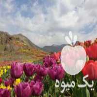 آگهی مشابه فروش پیاز گل لاله در کرج در گروه خرید فروش عمده گیاهان زینتی - گرمسیری آپارتمانی باغچه آب در یکمیوه