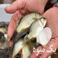 آگهی مشابه فروش انواع ماهیان کپور امور فیتوفاک و کوی خوراک ماهی کپور در آبسرد در گروه خوراک شیلات و آبزیان - ماهی گیلان خوزستان چابهار بوشهر در یکمیوه