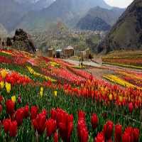 آگهی مشابه فروش پیاز لاله کندر در کرج در گروه خرید فروش عمده گیاهان زینتی - گرمسیری آپارتمانی باغچه آب در یکمیوه