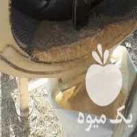 آگهی مشابه فروش آسیاب دامداری مرغداری اسیاب در جیرفت در گروه خرید فروش ابزار ها و تجهیزات کشاورزی - دستی برقی ماشینی بیل کلنگ در یکمیوه