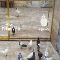 آگهی مشابه فروش کبوتر   در قم در گروه انواع پرنده - زینتی عروس هما مینا طوطی مرغ عشق در یکمیوه