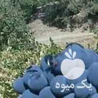 آگهی مشابه فروش انگورشانی انگورسیاه دیم کردستان سنندج وسردشت در تهران در گروه خرید فروش عمده انگور - یاقوتی شانی عسگری بی دانه قرمز در یکمیوه
