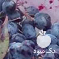 آگهی مشابه فروش زرشک کوهی زرشک آب گیری عمده وجزی در تهران در گروه خرید فروش عمده ازگیل و تمشک و زرشک - ژاپنی فروش مستقیم در یکمیوه