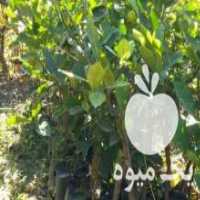 آگهی مشابه فروش نهال لیمو ترش در ساری در گروه خرید فروش نهال - انواع گردو پسته بادام سلطانی انگور در یکمیوه