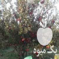 آگهی مشابه فروش توزیع نهال پیوندی و رویشی در زنجان در گروه خرید فروش عمده خرمالو - خرمالو رسیده نارس برگ عمده در یکمیوه