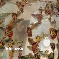 آگهی مشابه فروش ماهی گوپی در تهران در گروه انواع ماهی - سالمون شیر کپور قرمز شوریده سفید گوپی مرکب در یکمیوه