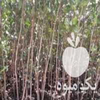 آگهی مشابه فروش نهال پسته بین الملل در مهر در گروه خرید فروش نهال - انواع گردو پسته بادام سلطانی انگور در یکمیوه