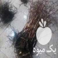 آگهی مشابه فروش نهال زرشک پلویی و عناب خرمایی در کرمانشاه در گروه خرید فروش نهال - انواع گردو پسته بادام سلطانی انگور در یکمیوه