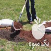 آگهی مشابه فروش کودگاوی پوسیده و کمپوست شده باغچه در مشهد در گروه خرید فروش کود و مواد شیمیایی - اوره پتاس مرغی کمپوست آهن در یکمیوه