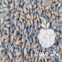 آگهی مشابه فروش گندم درشت بوجاری و سورت شده جهت مصرف خوراکی و بذر در مرودشت در گروه خرید فروش عمده گندم و جو - بلغور شیرازی فروش عمده محصول کشاورزی در یکمیوه