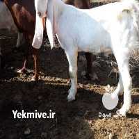 آگهی مشابه فروش بز بز گلابی اصیل در سبزوار در گروه گاو و گوسفند و میش و بز کهره گوساله سمینتال در یکمیوه