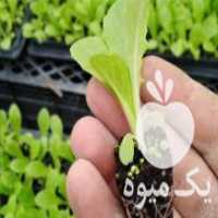آگهی مشابه فروش نشا کاهو در ساری در گروه خرید فروش عمده کاهو - رسمی پیچ سالادی فرانسوی چینی قرمز در یکمیوه