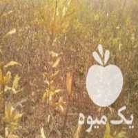 آگهی مشابه فروش نهال انار 2 ساله در اصفهان در گروه خرید فروش نهال - انواع گردو پسته بادام سلطانی انگور در یکمیوه