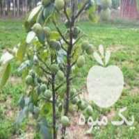 آگهی مشابه فروش نهال  در ارومیه در گروه خرید فروش نهال - انواع گردو پسته بادام سلطانی انگور در یکمیوه