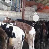 آگهی مشابه فروش گوساله بومی   در فارس در گروه گاو و گوسفند و میش و بز کهره گوساله سمینتال در یکمیوه