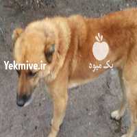 آگهی مشابه فروش سگ 2 ساله  در زنجان در گروه سگ و گربه _ نگهبان هاسکی ژرمن دوبرمن سرابی در یکمیوه