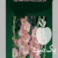 آگهی مشابه فروش پیاز گلایل قرمز ،  صورتی و سفید با قیمتی مناسب در اصفهان در گروه خرید فروش عمده گیاهان زینتی - گرمسیری آپارتمانی باغچه آب در یکمیوه