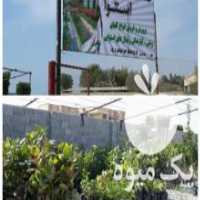 آگهی مشابه فروش نهال استوایی در بندرگناوه در گروه خرید فروش نهال - انواع گردو پسته بادام سلطانی انگور در یکمیوه