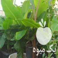 آگهی مشابه فروش نهال موز قابل کشت در گلخانه و زمین زراعی و منزل در دزفول در گروه خرید فروش نهال - انواع گردو پسته بادام سلطانی انگور در یکمیوه