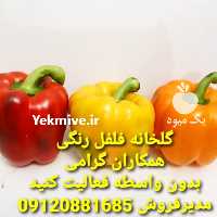 آگهی مشابه فروش فلفل دلمه رنگی در تهران در گروه خرید فروش انواع بسته بندی کاغذی - کارتن مقوا در یکمیوه