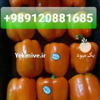 آگهی مشابه فروش فلفل دلمه رنگی در تهران در گروه خرید فروش انواع بسته بندی کاغذی - کارتن مقوا در یکمیوه