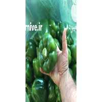 آگهی مشابه فروش انواع محصولات گلخانه کیفیت بالا در یزد در گروه خرید فروش عمده گوجه فرنگی - فرنگی سبز قرمز سیاه کبابی ربی در یکمیوه