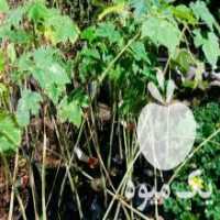 آگهی مشابه فروش نهال پاپایا یا خربزه درختی حدود یک متر در بندرعباس در گروه خرید فروش نهال - انواع گردو پسته بادام سلطانی انگور در یکمیوه