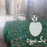 آگهی مشابه فروش نهال پسته اکبری در میاندوآب در گروه خرید فروش نهال - انواع گردو پسته بادام سلطانی انگور در یکمیوه