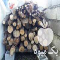 آگهی مشابه فروش هیزم شومینه در نوشهر در گروه خرید فروش عمده چوب- زغال چوب گردو تبریزی خام در یکمیوه