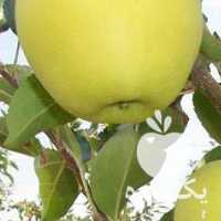 آگهی مشابه خریدار سیب درجه میانه در مراغه در گروه خرید فروش عمده سیب - زرد و قرمز گلاب پاییزه در یکمیوه
