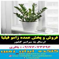 آگهی مشابه فروش و پخش عمده گل گیاه زامو فیلیا در تهران در گروه خرید فروش عمده گیاهان زینتی - گرمسیری آپارتمانی باغچه آب در یکمیوه