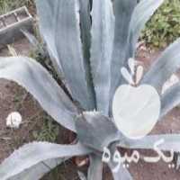 آگهی مشابه فروش گل کاکتوس اگاو در آمل در گروه خرید فروش عمده گیاهان زینتی - گرمسیری آپارتمانی باغچه آب در یکمیوه